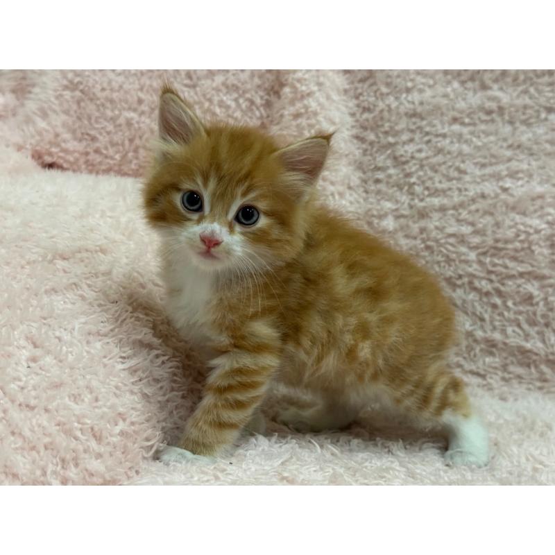 販売中の三重県のサイベリアン-125169の4枚目